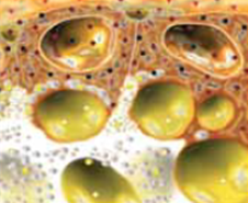 Example photo of part of body 3 by Metatron 4D